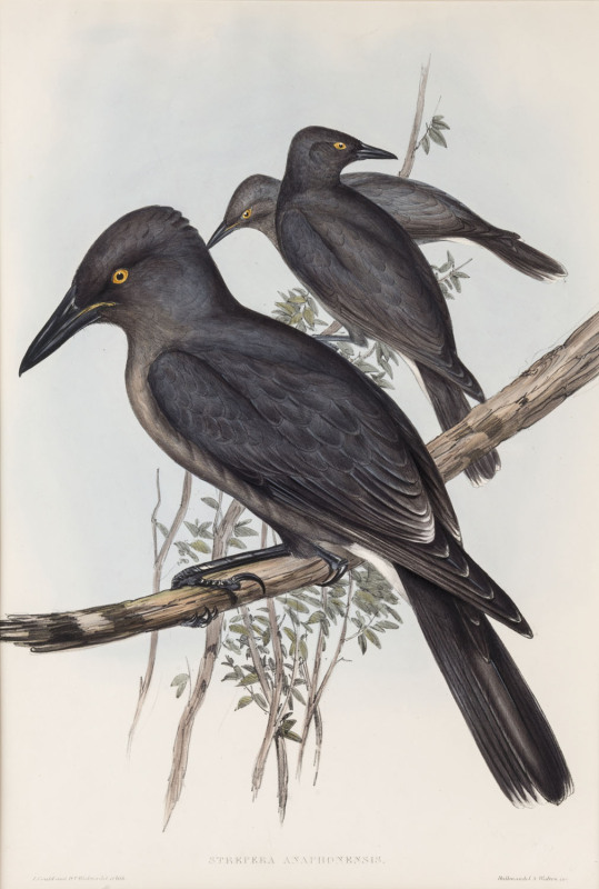 JOHN GOULD (1804 - 1881) Strepera Anaphonensis - Grey Crow-Shrike, hand-coloured lithograph from "Birds of Australia", 1848-69, 54.5 x 37cm (full sheet size); accompanied by the original descriptive sheet.