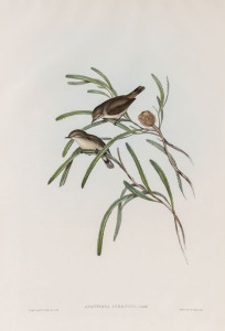 JOHN GOULD (1804 - 1881) Acanthiza Inornata - Plain-coloured Acanthiza, hand-coloured lithograph from "Birds of Australia", 1848-69, 54.5 x 37cm (full sheet size), accompanied by original descriptive sheet.