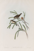 JOHN GOULD (1804 - 1881) Acanthiza Inornata - Plain-coloured Acanthiza, hand-coloured lithograph from "Birds of Australia", 1848-69, 54.5 x 37cm (full sheet size), accompanied by original descriptive sheet.