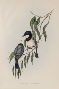 JOHN GOULD (1804 - 1881) Pachycephala Lanoides - Shrike-like Pachycephala, hand-coloured lithograph from "Birds of Australia", 1848-69, 54.5 x 37cm (full sheet size), accompanied by original descriptive sheet.
