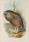 JOHN GOULD (1804 - 1881) Sceloglaux Albifacies - Wekau, hand-coloured lithograph from "Birds of Australia", 1848-69, 54.5 x 37cm (full sheet size), accompanied by original descriptive sheet.