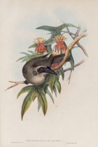 JOHN GOULD (1804 - 1881) Tropidorhynchus Buceroides - Helmeted Honey-eater, hand-coloured lithograph from "Birds of Australia", 1848-69, 54.5 x 37cm (full sheet size), accompanied by original descriptive sheet.