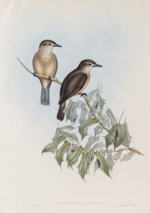JOHN GOULD (1804 - 1881) Colluricincla Parvula - Little Colluricincla, hand-coloured lithograph from "Birds of Australia", 1848-69, 54.5 x 37cm (full sheet size), accompanied by original descriptive sheet.