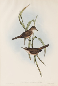 JOHN GOULD (1804 - 1881) Acrocephalus Longirostris - Long-billed Sedge-Warbler, hand-coloured lithograph from "Birds of Australia", 1848-69, 54.5 x 37cm (full sheet size), accompanied by original descriptive sheet.