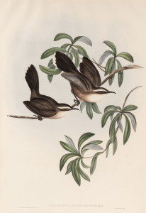 JOHN GOULD (1804 - 1881) Pomatorhinus Superciliosius - White-eyebrowed Pomatorhinus, hand-coloured lithograph from "Birds of Australia", 1848-69, 54.5 x 37cm (full sheet size), accompanied by original descriptive sheet.