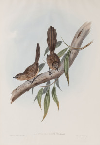 JOHN GOULD (1804 - 1881) Amytis Macrourus - Large-tailed Wren, hand-coloured lithograph from "Birds of Australia", 1848-69, 54.5 x 37cm (full sheet size), accompanied by original descriptive sheet.