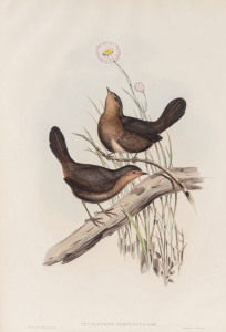 JOHN GOULD (1804 - 1881) Pycnoptilus Floccosus - Downy Pycnoptilus, hand-coloured lithograph from "Birds of Australia", 1848-69, 54.5 x 37cm (full sheet size), accompanied by original descriptive sheet.