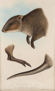 JOHN GOULD (1804 - 1881), Halmaturus Brachyurus - Short-tailed Wallaby, hand-coloured lithograph from "The Mammals of Australia", 1851, 54.5 x 36cm, accompanied by original explanatory sheet.