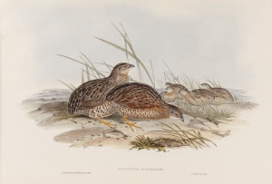 JOHN GOULD (1804 - 1881), Synoicus Australis - Australian Partridge, hand-coloured lithograph from "Birds of Australia", 1848-69, 37 x 54.5cm (full sheet size), accompanied by original descriptive sheet.