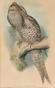 JOHN GOULD (1804 - 1881), Podargus Papuensis - Papuan Podargus, hand-coloured lithograph from "Birds of Australia", 1848-69, 52 x 35cm.