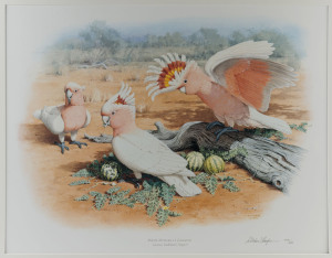 WILLIAM T. COOPER (1934-2005), I.) Major Mitchell's Cockatoo, II.) Gang Gang Cockatoo, coloured lithographs, limited edition 404/460 and 402/460, mounted in card, ​56 x 74cm