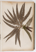 "NEW ZEALAND FERNS" by ERIC CRAIG, circa 1880. A stunning tome of 153 pressed New Zealand fern specimens attractively displayed and captioned. Title page includes Maori cartes-de-visite portraits and lithograph view "SCENE IN TIKITAPU BUSH NEAR OHINEMUTU" - 8