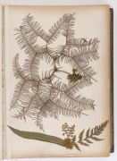 "NEW ZEALAND FERNS" by ERIC CRAIG, circa 1880. A stunning tome of 153 pressed New Zealand fern specimens attractively displayed and captioned. Title page includes Maori cartes-de-visite portraits and lithograph view "SCENE IN TIKITAPU BUSH NEAR OHINEMUTU" - 9