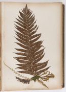 "NEW ZEALAND FERNS" by ERIC CRAIG, circa 1880. A stunning tome of 153 pressed New Zealand fern specimens attractively displayed and captioned. Title page includes Maori cartes-de-visite portraits and lithograph view "SCENE IN TIKITAPU BUSH NEAR OHINEMUTU" - 10