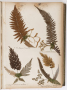 "NEW ZEALAND FERNS" by ERIC CRAIG, circa 1880. A stunning tome of 153 pressed New Zealand fern specimens attractively displayed and captioned. Title page includes Maori cartes-de-visite portraits and lithograph view "SCENE IN TIKITAPU BUSH NEAR OHINEMUTU" - 11