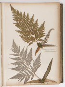 "NEW ZEALAND FERNS" by ERIC CRAIG, circa 1880. A stunning tome of 153 pressed New Zealand fern specimens attractively displayed and captioned. Title page includes Maori cartes-de-visite portraits and lithograph view "SCENE IN TIKITAPU BUSH NEAR OHINEMUTU" - 12