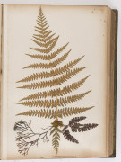 "NEW ZEALAND FERNS" by ERIC CRAIG, circa 1880. A stunning tome of 153 pressed New Zealand fern specimens attractively displayed and captioned. Title page includes Maori cartes-de-visite portraits and lithograph view "SCENE IN TIKITAPU BUSH NEAR OHINEMUTU" - 14