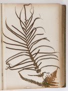 "NEW ZEALAND FERNS" by ERIC CRAIG, circa 1880. A stunning tome of 153 pressed New Zealand fern specimens attractively displayed and captioned. Title page includes Maori cartes-de-visite portraits and lithograph view "SCENE IN TIKITAPU BUSH NEAR OHINEMUTU" - 15