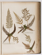 "NEW ZEALAND FERNS" by ERIC CRAIG, circa 1880. A stunning tome of 153 pressed New Zealand fern specimens attractively displayed and captioned. Title page includes Maori cartes-de-visite portraits and lithograph view "SCENE IN TIKITAPU BUSH NEAR OHINEMUTU" - 17