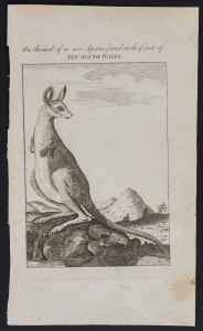 GEORGE STUBBS (1724 - 1806) (after), An animal of a new Species found on the Coast of New South Wales, copper plate etching published in the July 1773 edition of The Gentleman's Magazine, London, 21.5 x 12.7cm. (overall).