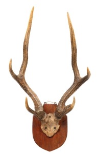 SAMBA DEER mounted antlers on timber shield, early 20th century, ​80 x 49cm