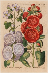 Johann Theodor DE BRY (1528-1598),  Malva trimestris and Malva flore being Plate XVI from 'Florilegium Renovatum', circa 1641 copper engraving, superbly hand-coloured, 28 x 19cm (image); attractively framed and glazed, overall 50 x 39cm.