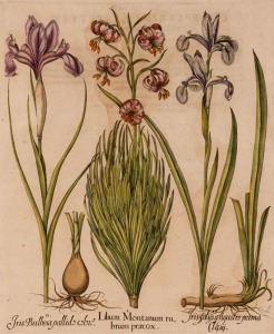 BASILIUS BESLER (1561 - 1629), Lilium Montanum rubrum praecox....(Lilies and Irises...), being full-page plate 185 from his monumental Hortus Eystettensis (The Garden at Eichstätt), published in 1613; copper plate with contemporary hand colouring, 48 x 40