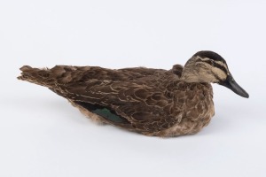 Taxidermied duck, 20th century, 39cm long