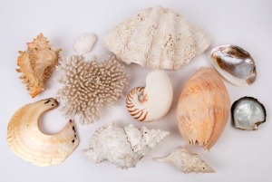 SHELLS: Group including giant clam, bailer shell, nautilus and pearl, (11 items), ​the largest 34cm wide