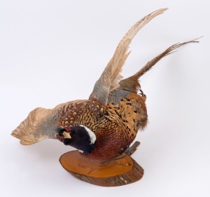 PHEASANT, wall mounted in flying pose, 20th century, ​​​​​​​80cm long
