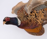 PHEASANT, wall mounted in flying pose, 20th century, ​​​​​​​80cm long - 2