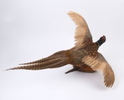 PHEASANT, wall mounted in flying pose, 20th century, ​​​​​​​80cm long - 3