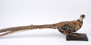 PHEASANT, freestanding mount in walking pose, 20th century, 190cm long