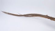 PHEASANT, freestanding mount in walking pose, 20th century, 190cm long - 2