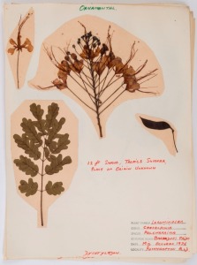 BOTANICAL SAMPLES: A range of flowers, leaves and seeds affixed to annotated pages; fully written-up as to genus, date of collection (mainly late 1976) and location (mainly Bundoora). (27 sheets, most with multiple specimens).