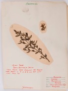 BOTANICAL SAMPLES: A range of flowers, leaves and seeds affixed to annotated pages; fully written-up as to genus, date of collection (mainly late 1976) and location (mainly Bundoora). (27 sheets, most with multiple specimens). - 2