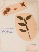 BOTANICAL SAMPLES: A range of flowers, leaves and seeds affixed to annotated pages; fully written-up as to genus, date of collection (mainly late 1976) and location (mainly Bundoora). (27 sheets, most with multiple specimens). - 3