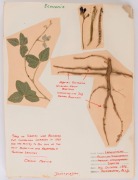 BOTANICAL SAMPLES: A range of flowers, leaves and seeds affixed to annotated pages; fully written-up as to genus, date of collection (mainly late 1976) and location (mainly Bundoora). (27 sheets, most with multiple specimens). - 4