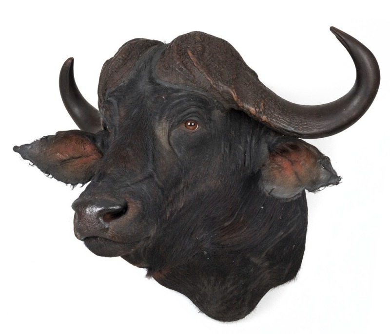 WATER BUFFALO shoulder mount, 20th century, ​90cm high, rack 97cm