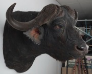 WATER BUFFALO shoulder mount, 20th century, ​90cm high, rack 97cm - 3