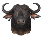 WATER BUFFALO shoulder mount, 20th century, 100cm high, rack 100cm