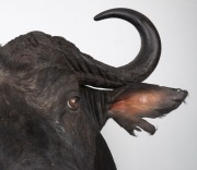 WATER BUFFALO shoulder mount, 20th century, 100cm high, rack 100cm - 2