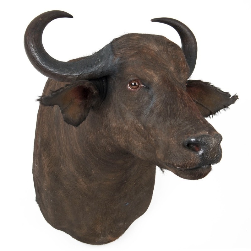 WATER BUFFALO shoulder mount, 20th century, ​90cm high, rack 64cm