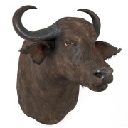 WATER BUFFALO shoulder mount, 20th century, ​90cm high, rack 64cm