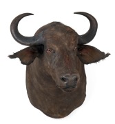 WATER BUFFALO shoulder mount, 20th century, ​90cm high, rack 64cm - 2