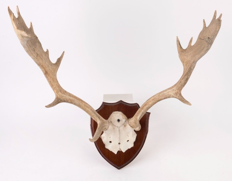 ELK HORN antlers mounted on timber board, 20th century, ​60cm high, 58cm wide