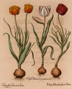 BASILIUS BESLER (1561 - 1629), Tulipa Miniata pleno flore....(Tulips), being a full-page plate from his monumental Hortus Eystettensis (The Garden at Eichstätt), published in 1613; copper plate with contemporary hand colouring, 48 x 40cm (plate); attracti