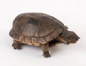 An antique taxidermied turtle, 18cm long
