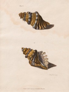 Antique hand-coloured engraving from Hunter's 1793 book "An historical journal of the transactions at Port Jackson and Norfolk Island" , dated 1792 with rare, original hand-colouring and one of the earliest descriptions of Australian shells (Mollusca)' 27