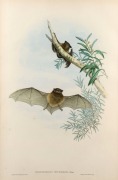 JOHN GOULD (1804-1881), Scotophilus Microdon - Small-toothed Bat, hand-coloured lithograph, accompanied by original descriptive sheet, 54.5 x 37cm (full sheet size), 76 x 57cm overall